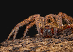 Heteropoda sp. "Clouded Monitor" © Joseph K H Koh  • Habitus • Anterior • Eyes • Alive • ♀ • Adult